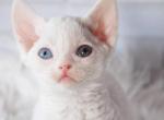 Alfred - Devon Rex Cat For Sale - Brooklyn&comma; NY&comma; US