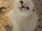 Snowball - Scottish Fold Cat For Sale - Denver&comma; CO&comma; US