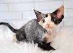 Enigma - Devon Rex Cat For Sale - Brooklyn&comma; NY&comma; US