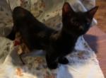 Max Genetta - Bengal Cat For Sale - FL&comma; US