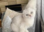 Scottish fold - Scottish Fold Cat For Sale - Thornton&comma; CO&comma; US