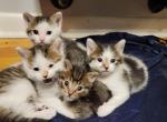 Nonstandards - Munchkin Cat For Sale - Denver&comma; CO&comma; US