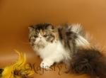 Kira - Persian Cat For Sale - Yucca Valley&comma; CA&comma; US