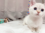 mola - Munchkin Cat For Sale - Staten Island&comma; NY&comma; US