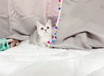 sasa - Munchkin Cat For Sale - Staten Island&comma; NY&comma; US