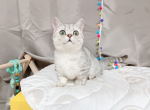doreme - Munchkin Cat For Sale - Staten Island&comma; NY&comma; US