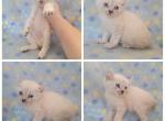 Boy highlander - Highlander Cat For Sale - Frenchtown&comma; MI&comma; US