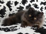 Jaguar - Persian Cat For Sale - Yucca Valley&comma; CA&comma; US