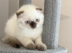 SOLD Marshmallow - Scottish Fold Cat For Sale - Boca Raton&comma; FL&comma; US