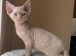 Fawn - Devon Rex Cat For Sale - Brooklyn&comma; NY&comma; US