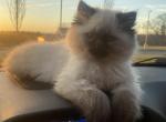 Himalayan Chocolate Female Kitten - Himalayan Cat For Sale - Biglerville&comma; PA&comma; US