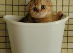 Jasmine - Scottish Fold Cat For Sale - Holland&comma; PA&comma; US