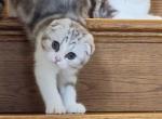 Scottish fold and straight kittens available now - Scottish Fold Cat For Sale - Holland&comma; PA&comma; US