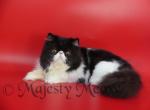 Dana - Persian Cat For Sale - Yucca Valley&comma; CA&comma; US
