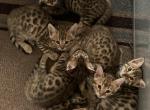 Nalas litter - Bengal Cat For Sale - Litchfield&comma; IL&comma; US