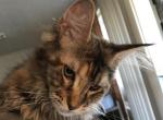 April MCO f22 Reserved by David H - Maine Coon Cat For Sale - Chipley&comma; FL&comma; US