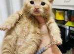 Fuzzy - Domestic Cat For Sale - Bronx&comma; NY&comma; US