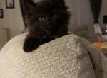 Black Maine Coon Kitten - Maine Coon Cat For Sale - Chapel Hill&comma; NC&comma; US