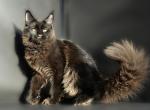 Edmon - Maine Coon Cat For Sale - New York&comma; NY&comma; US