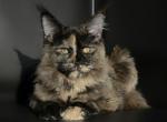 Eny - Maine Coon Cat For Sale - New York&comma; NY&comma; US