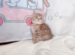 koi - British Shorthair Cat For Sale - Staten Island&comma; NY&comma; US
