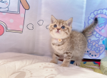 purple - British Shorthair Cat For Sale - Staten Island&comma; NY&comma; US