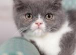 Exotic longhair exotic shorthair - Exotic Cat For Sale - Omaha&comma; NE&comma; US