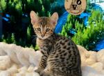 Archie F3 Savannah male - Savannah Cat For Sale - Camden&comma; NJ&comma; US