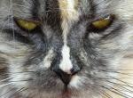 Valerie - Maine Coon Cat For Sale/Retired Breeding - Bridgewater&comma; NJ&comma; US