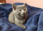 Misty and Jade Litter - Russian Blue Cat For Sale - Hallsville&comma; MO&comma; US