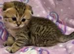 Lulu - Scottish Fold Cat For Sale - Renton&comma; WA&comma; US