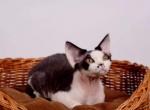 henos - Devon Rex Cat For Sale - British Columbia&comma; CA
