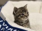Zippy - Domestic Cat For Sale - Bronx&comma; NY&comma; US