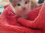 Dash - Domestic Cat For Sale - Bronx&comma; NY&comma; US