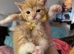Heather - Domestic Cat For Sale - Bronx&comma; NY&comma; US