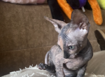 Sphynx kitten for sale - Sphynx Cat For Sale - Brooklyn&comma; NY&comma; US
