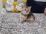 Xeo Alphastar - Scottish Straight Cat For Sale - Levittown&comma; PA&comma; US