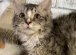 LaPerm Silver & White Male - LaPerm Cat For Sale - Salem&comma; OR&comma; US