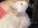 LaPerm Redpoint Male - LaPerm Cat For Sale - Salem&comma; OR&comma; US