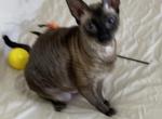 Unique Female Cornish Rex - Cornish Rex Cat For Sale - Dallas&comma; TX&comma; US