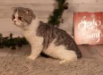 Sage Foldex - Scottish Fold Cat For Sale - Omaha&comma; NE&comma; US