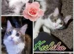 Keshika - Maine Coon Cat For Sale - Ann Arbor&comma; MI&comma; US