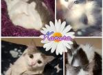 Kanara - Maine Coon Cat For Sale - Ann Arbor&comma; MI&comma; US