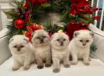 Snow babies Waitlist - Scottish Fold Cat For Sale - 