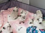 Tiarra's litter of 8 - Ragdoll Cat For Sale - Attica&comma; MI&comma; US