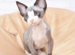 Frank - Devon Rex Cat For Sale - Brooklyn&comma; NY&comma; US