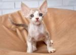Tobby - Devon Rex Cat For Sale - Brooklyn&comma; NY&comma; US