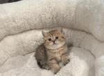 Scottish straight - Scottish Straight Cat For Sale - Renton&comma; WA&comma; US