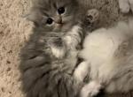Grey & White Tabby Persian Ragdoll - Persian Cat For Sale - McKinney&comma; TX&comma; US