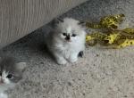 RESERVED Blue Eye Persian Ragdoll w Color Points - Persian Cat For Sale - McKinney&comma; TX&comma; US